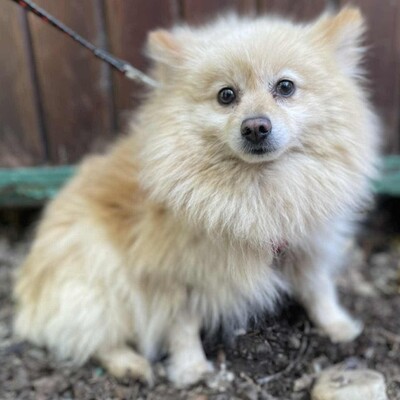 😍Fefa Pomeranian sucht eine geduldige Familie, bei der sie noch einmal ganz von vorne anfangen kann 💥, Pomeranian - Hündin