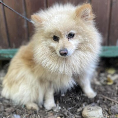 😍Fefa Pomeranian sucht eine geduldige Familie, bei der sie noch einmal ganz von vorne anfangen kann 💥, Pomeranian - Hündin