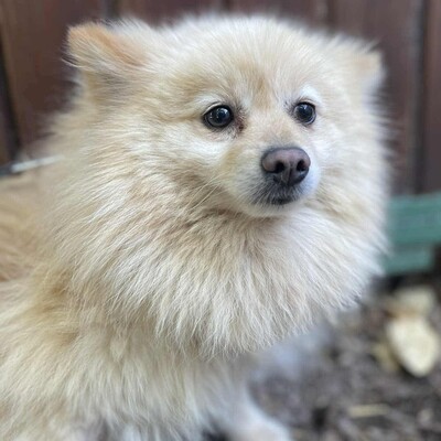 😍Fefa Pomeranian sucht eine geduldige Familie, bei der sie noch einmal ganz von vorne anfangen kann 💥, Pomeranian - Hündin