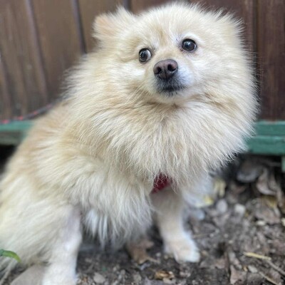 😍Fefa Pomeranian sucht eine geduldige Familie, bei der sie noch einmal ganz von vorne anfangen kann 💥, Pomeranian - Hündin