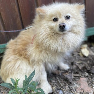 😍Fefa Pomeranian sucht eine geduldige Familie, bei der sie noch einmal ganz von vorne anfangen kann 💥, Pomeranian - Hündin