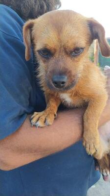 Feli, Mischling - Hündin