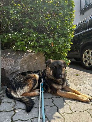 Feli, Mischling mit HSH-Anteil - Hündin