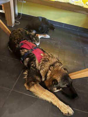 Feli, Mischling mit HSH-Anteil - Hündin