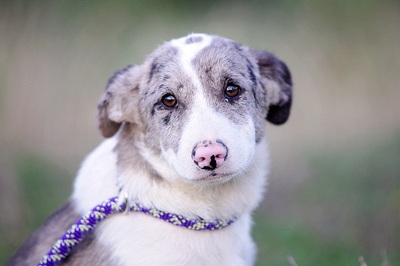 Felia, Aussie Mix Welpen - Hündin