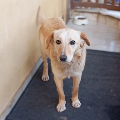 Felice  - eine stille, ganz feine Seele 💕