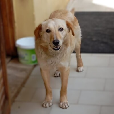 Felice - eine stille, ganz feine Seele 💕, Mischling - Hündin