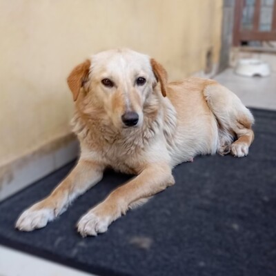 Felice - eine stille, ganz feine Seele 💕, Mischling - Hündin