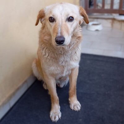 Felice - eine stille, ganz feine Seele 💕, Mischling - Hündin