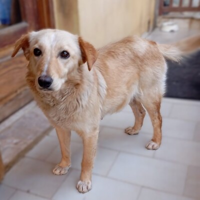 Felice - eine stille, ganz feine Seele 💕, Mischling - Hündin