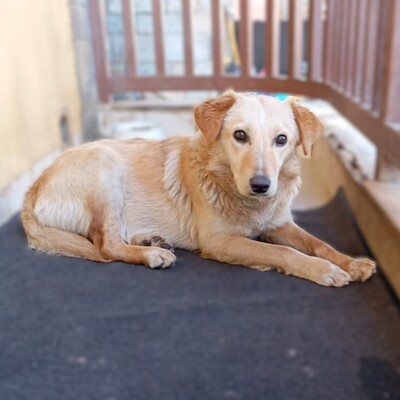 Felice - eine stille, ganz feine Seele 💕, Mischling - Hündin