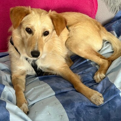 Felice - eine stille, ganz feine Seele 💕, Mischling - Hündin