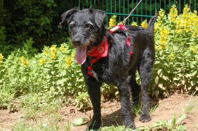 Feliciti, Schnauzer-Mix - Hündin