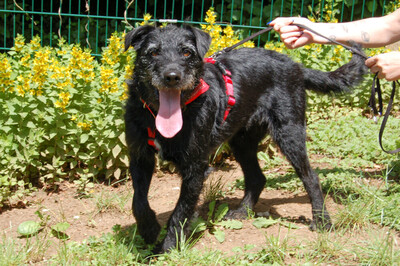 Feliciti, Schnauzer-Mix - Hündin