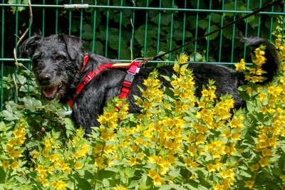 Feliciti, Schnauzer-Mix - Hündin