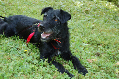 Feliciti, Schnauzer-Mix - Hündin