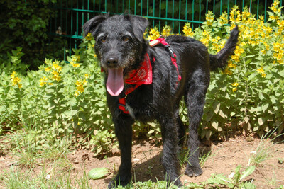 Feliciti, Schnauzer-Mix - Hündin