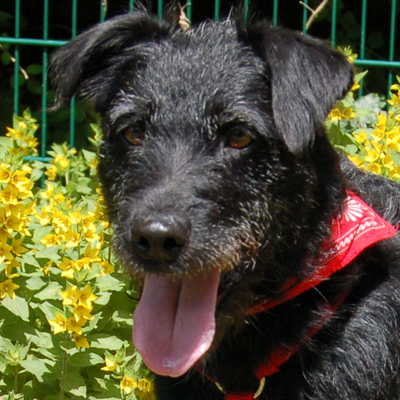 Feliciti, Schnauzer-Mix - Hündin