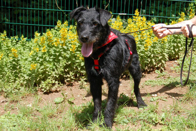 Feliciti, Schnauzer-Mix - Hündin