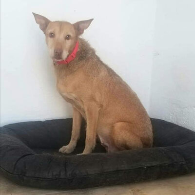 Felipa (W)- verträglich, ruhig, Mischling - Hündin