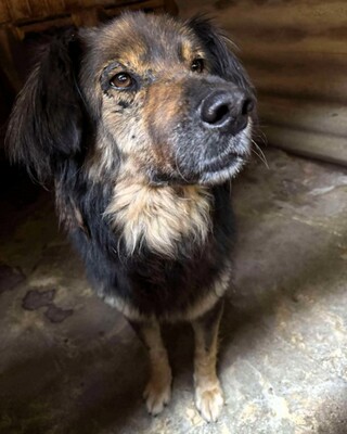 Felix, Mischling - Rüde