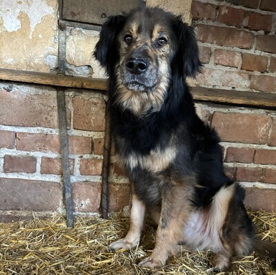 Felix, Mischling - Rüde