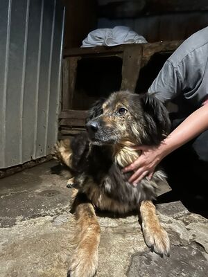 Felix, Mischling - Rüde