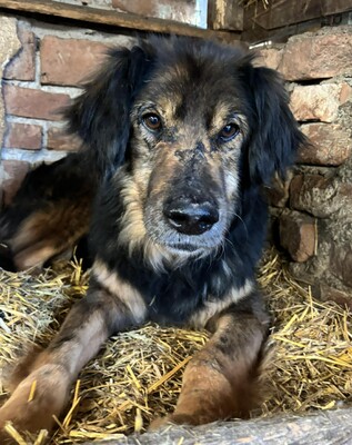 Felix, Mischling - Rüde