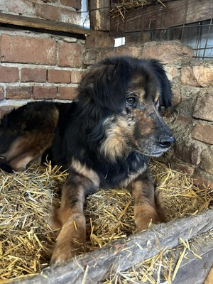 Felix, Mischling - Rüde