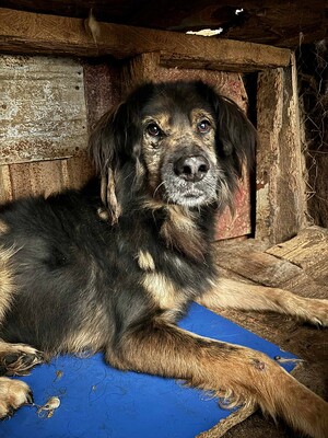 Felix, Mischling - Rüde