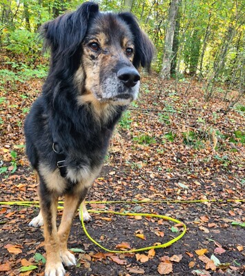 Felix, Mischling - Rüde