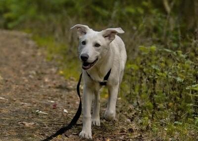 Felix, Mischling (evtl. Herdenschutzhund-Mix) - Rüde