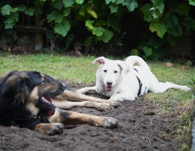 Felix, Mischling (evtl. Herdenschutzhund-Mix) - Rüde