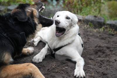 Felix, Mischling (evtl. Herdenschutzhund-Mix) - Rüde