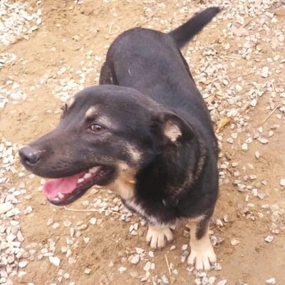 💥Felix hat ein sehr liebes Wesen, ist überaus freundlich und zudem sehr ruhig 💥, Mischling - Rüde