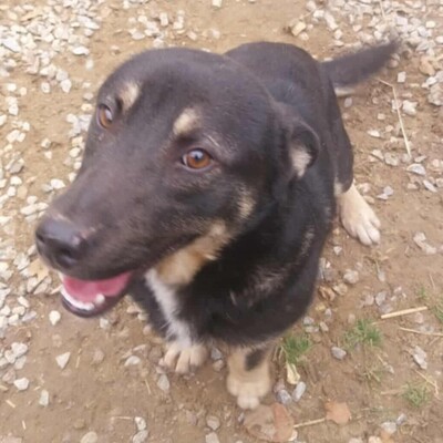 💥Felix hat ein sehr liebes Wesen, ist überaus freundlich und zudem sehr ruhig 💥, Mischling - Rüde