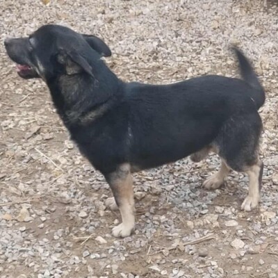 💥Felix hat ein sehr liebes Wesen, ist überaus freundlich und zudem sehr ruhig 💥, Mischling - Rüde