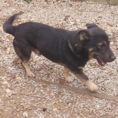 💥Felix hat ein sehr liebes Wesen, ist überaus freundlich und zudem sehr ruhig 💥, Mischling - Rüde