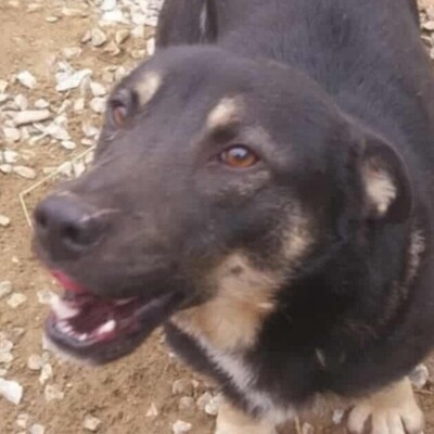 💥Felix hat ein sehr liebes Wesen, ist überaus freundlich und zudem sehr ruhig 💥, Mischling - Rüde