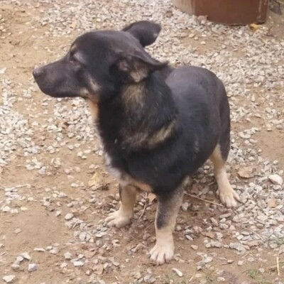 💥Felix hat ein sehr liebes Wesen, ist überaus freundlich und zudem sehr ruhig 💥, Mischling - Rüde