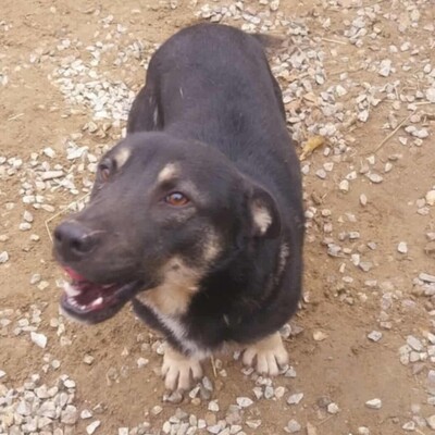 💥Felix hat ein sehr liebes Wesen, ist überaus freundlich und zudem sehr ruhig 💥, Mischling - Rüde