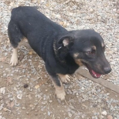 💥Felix hat ein sehr liebes Wesen, ist überaus freundlich und zudem sehr ruhig 💥, Mischling - Rüde