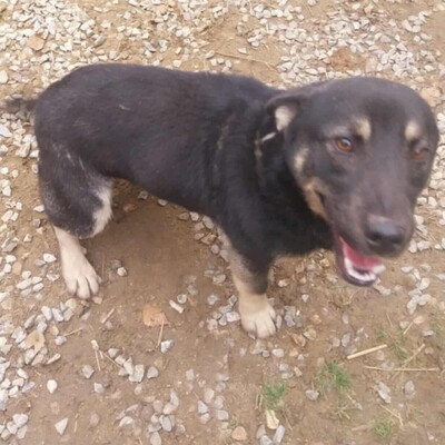 💥Felix hat ein sehr liebes Wesen, ist überaus freundlich und zudem sehr ruhig 💥, Mischling - Rüde