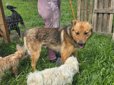 Felix wartet seit einem Jahr auf sein Zuhause, Mischling - Rüde