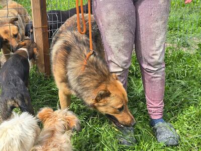 Felix wartet seit einem Jahr auf sein Zuhause, Mischling - Rüde