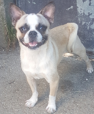 Fendi sucht dringend ein Zuhause, Französischer Bulldoggen Mix - Rüde