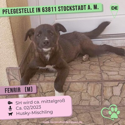 💐 Fenrir, auf Pflegestelle in 63811 Stockstadt am Main - neugierig verspielter Wirbelwind, Husky-Mix - Rüde