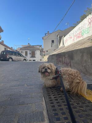 Fer, Shi tzu Pekineese - Rüde
