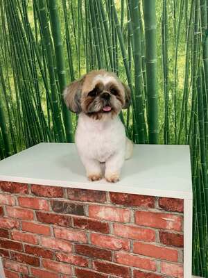 Fer, Shi tzu Pekineese - Rüde