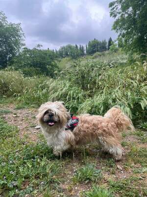 Fer, Shi tzu Pekineese - Rüde